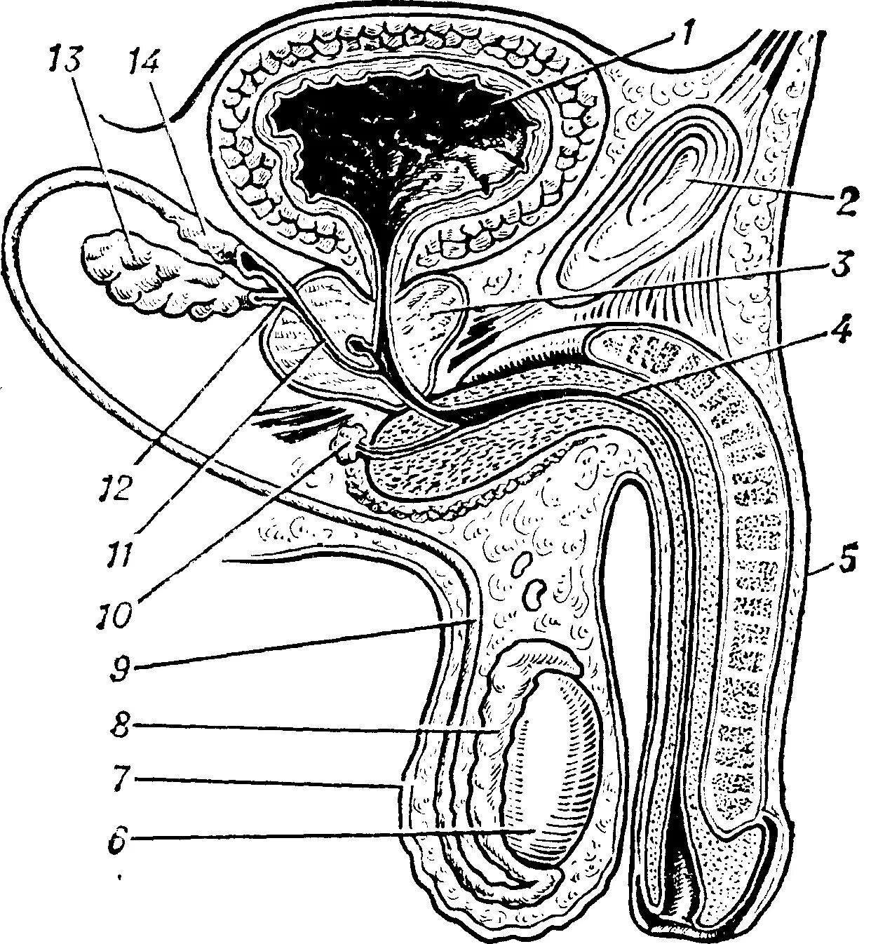 Мужской мочеиспускательный канал в сагиттальном разрезе. Простата анатомия топография. Топографическая анатомия предстательной железы. Мужская половая система уретра.