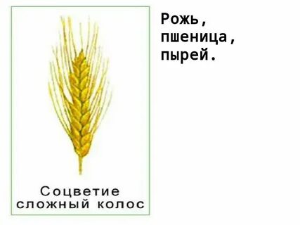 Латинское название пшеницы