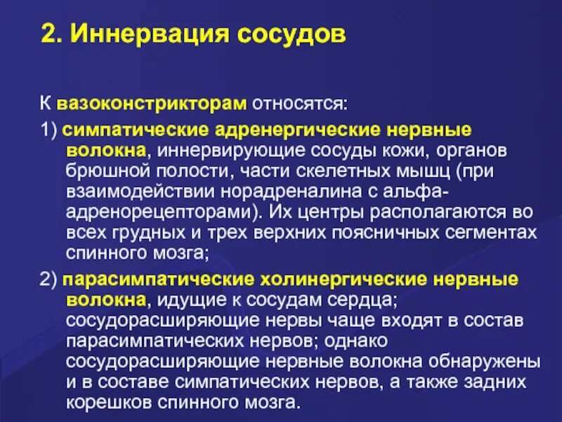 Иннервирует гладкие мышцы. Иннервация сосудов. Симпатические адренергические нервные волокна. Иннервация сосудов кожи. Симпатическая иннервация сосудов.