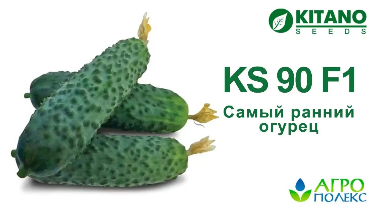 Обильный урожай великолепных огурцов обеспечен тому, кто высаживает эти партенок