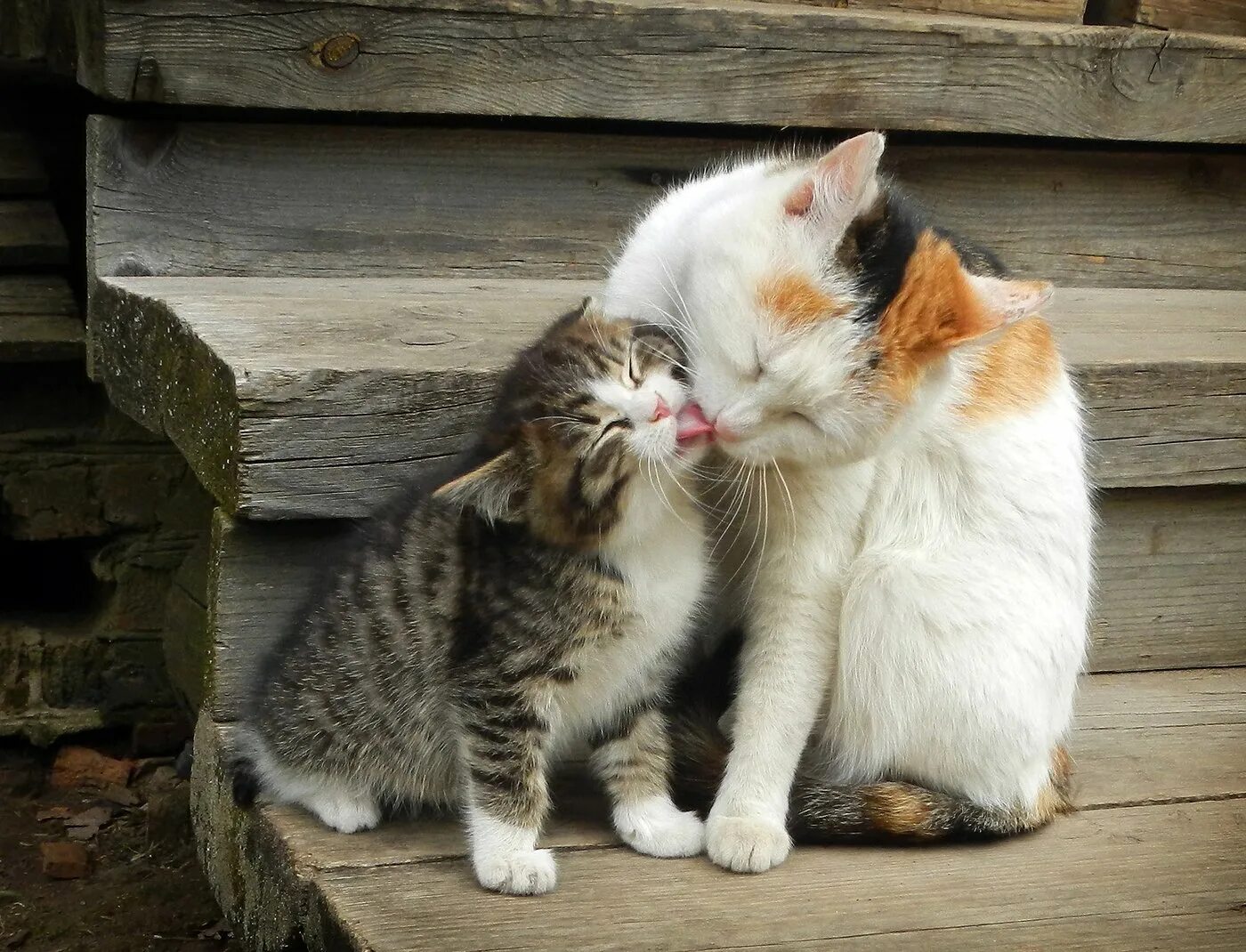 Кошки любовь. Ласковый котик. Мама кошка обнимает котенка. Кошка ласкается