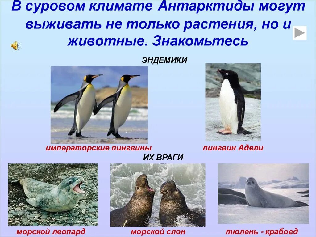 Императорский пингвин высиживает яйцо. Вольер для императорского пингвина. Антарктический пояс растения. Эндемиком антарктиды является. Факты о материке антарктида.