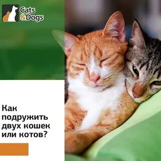 Как подружить кошек между собой в квартире