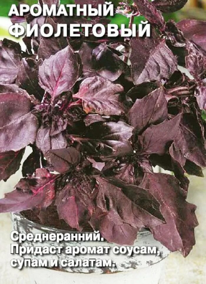 Базилик фиолетовый для чего. Семена седек базилик зеленый ароматный. базилик ароматный фиолетовый седек. семена базилик &quot;фиолетовый&quot; 0,2г 16110. базилик от седек семена.