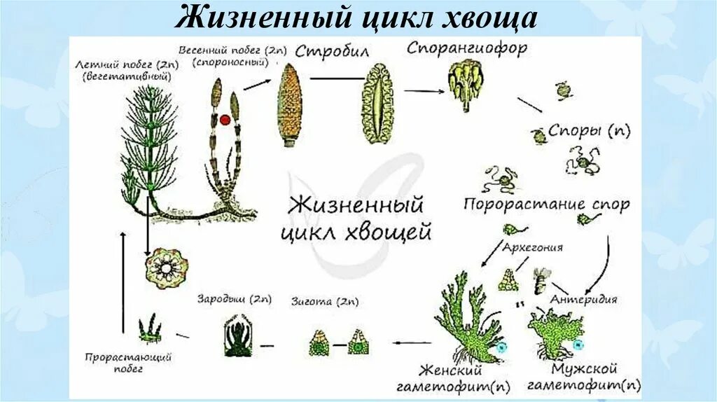 Хвощи размножаются. Цикл развития хвоща рисунок. Размножение хвоща полевого схема. Цикл размножения хвощей. Жизненный цикл хвоща полевого.