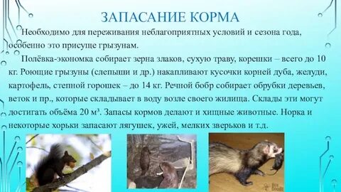 Приспособления к перенесению неблагоприятных условий