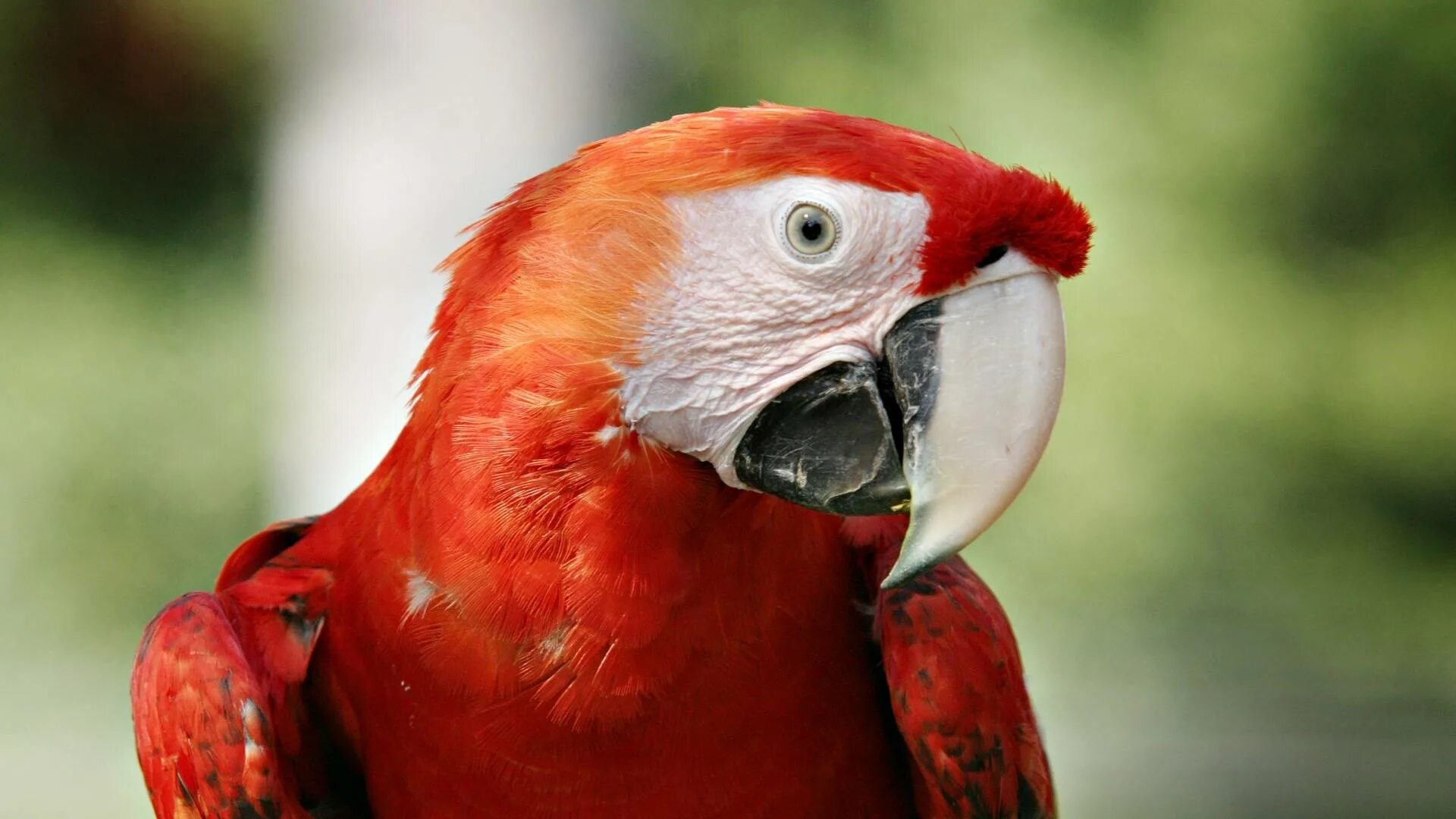 Red parrot