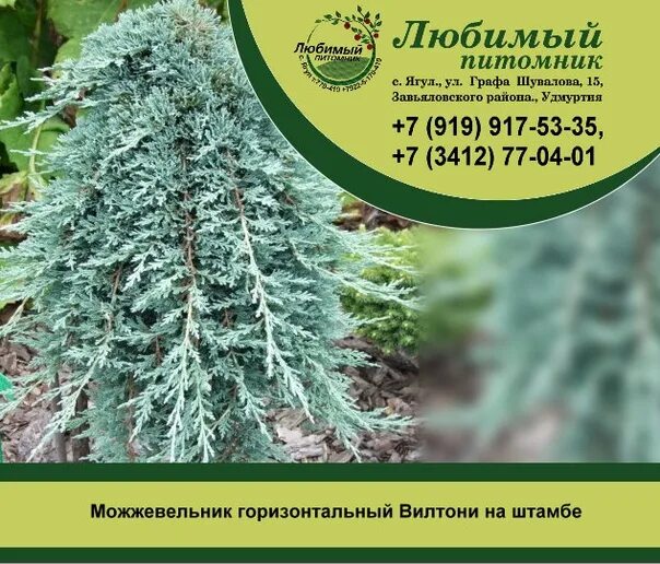 Питомник березовский свердловская область каталог. Можжевельник Вилтони на штамбе. Можжевельник горизонтальный Вилтони на штамбе. Можжевельник Wiltonii на штамбе. Питомник растений любимый Ягул.