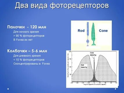 Вид фоторецепторов у совообразных