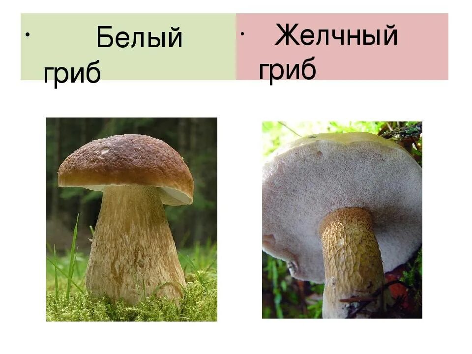 Белый гриб признаки. Ложный Боровик белый гриб. Белый гриб желчный гриб ложный белый. Горчак, ложный белый гриб. Желчный гриб двойник белого гриба.