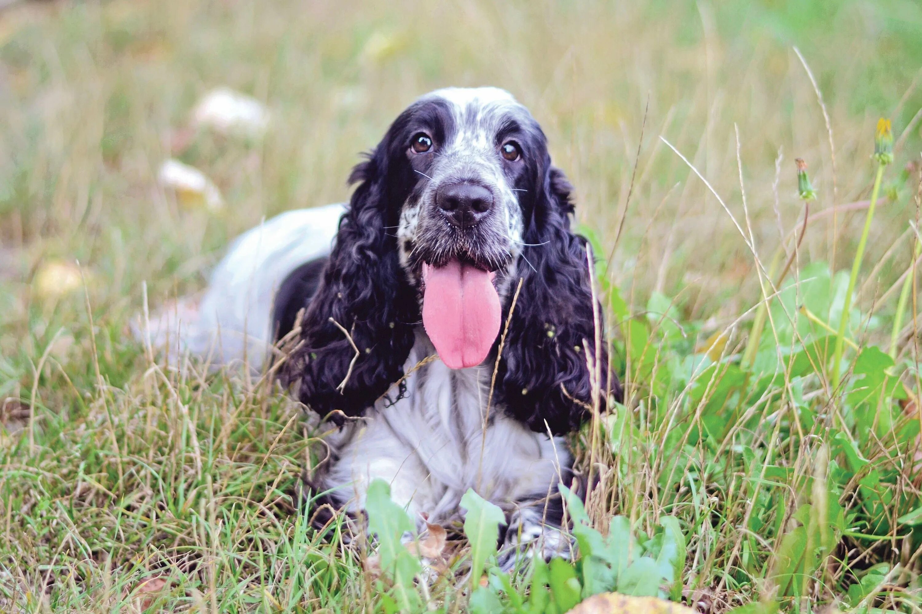 Охотничья собака английский спаниель. Спринтер спаниель порода собак. Английский кокер-спаниель. Спрингер спаниель черный. Кокер спаниель и охотник.