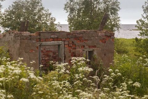 Серая лошадь ленинградская область