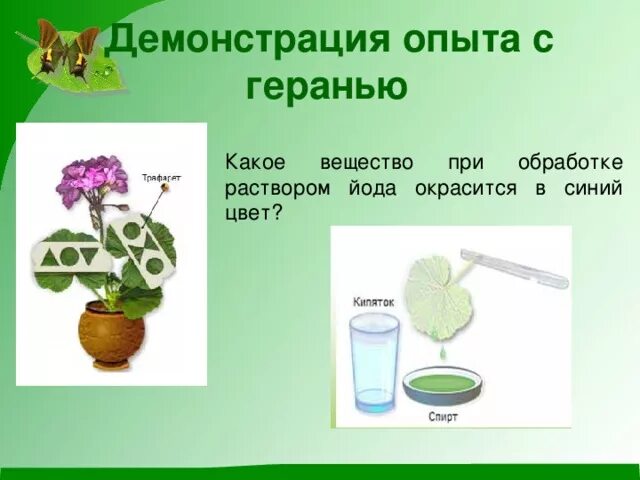 Фотосинтез происходит тест. Фотосинтез происходит тест