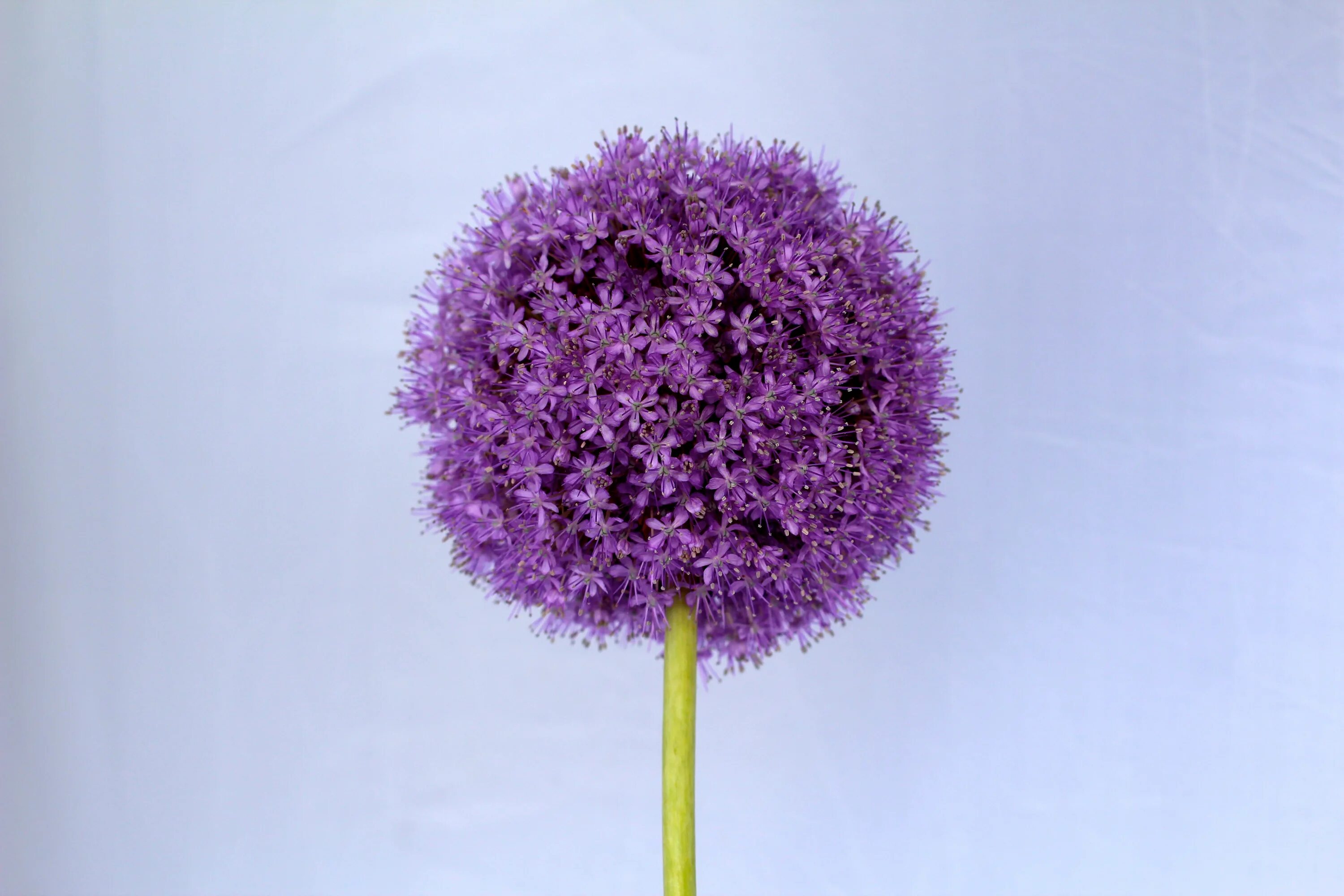 Цветок шар название. Аллиум цветок. Аллиум стебель. Allium globosum. Аллиум зеленый.