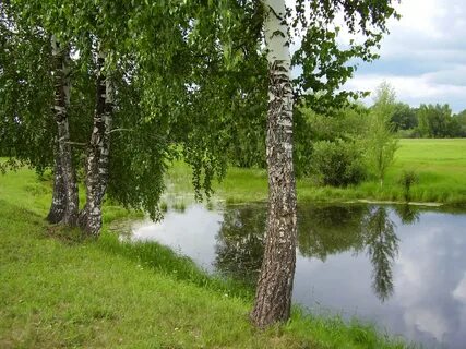 Береза обл