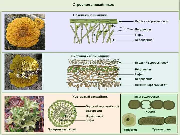 Лишайники биология строение. Строение кустистого лишайника. Строение лишайника 7 класс биология. Строение лишайника 5 класс биология. Структура лишайника под микроскопом.