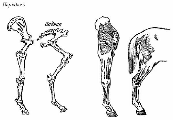 Анатомия задней конечности лошади. Скелет задней конечности лошади. Скакательный сустав у лошади анатомия. Скелет конечностей лошади анатомия. Рассмотрите кости задних конечностей назовите их обратите