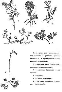 Растения болот признаки