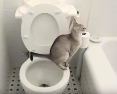 Кошка после переезда