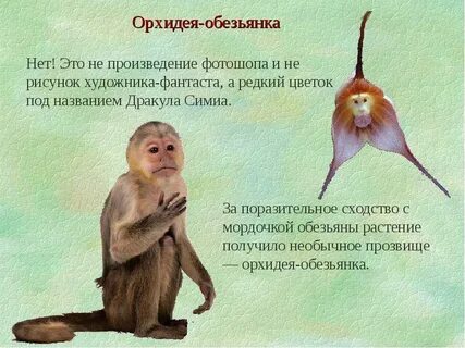 Мартышка сообщение
