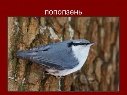 Укажи лишнюю птицу снегирь журавль поползень сорока