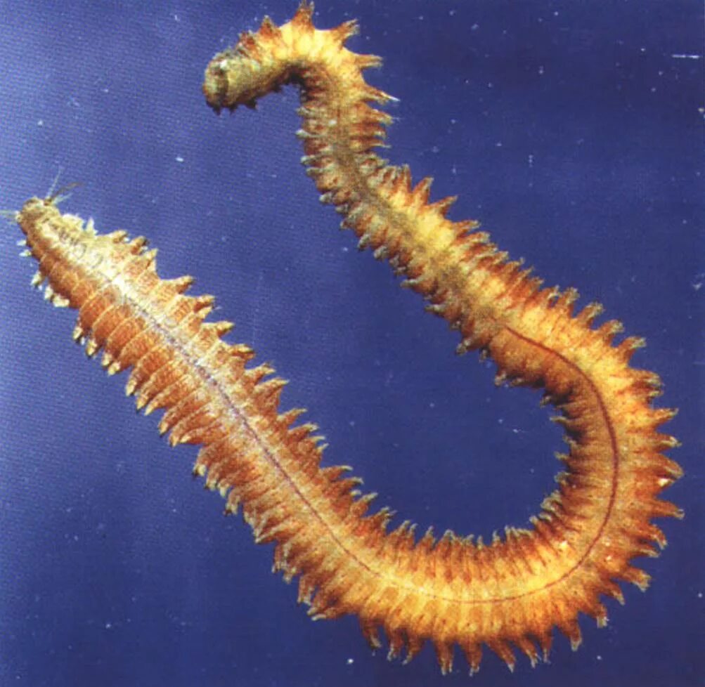 Морской червь размер. Нереис кольчатый червь. Морские многощетинковые кольчатые черви. Многощетинковые черви нереис.