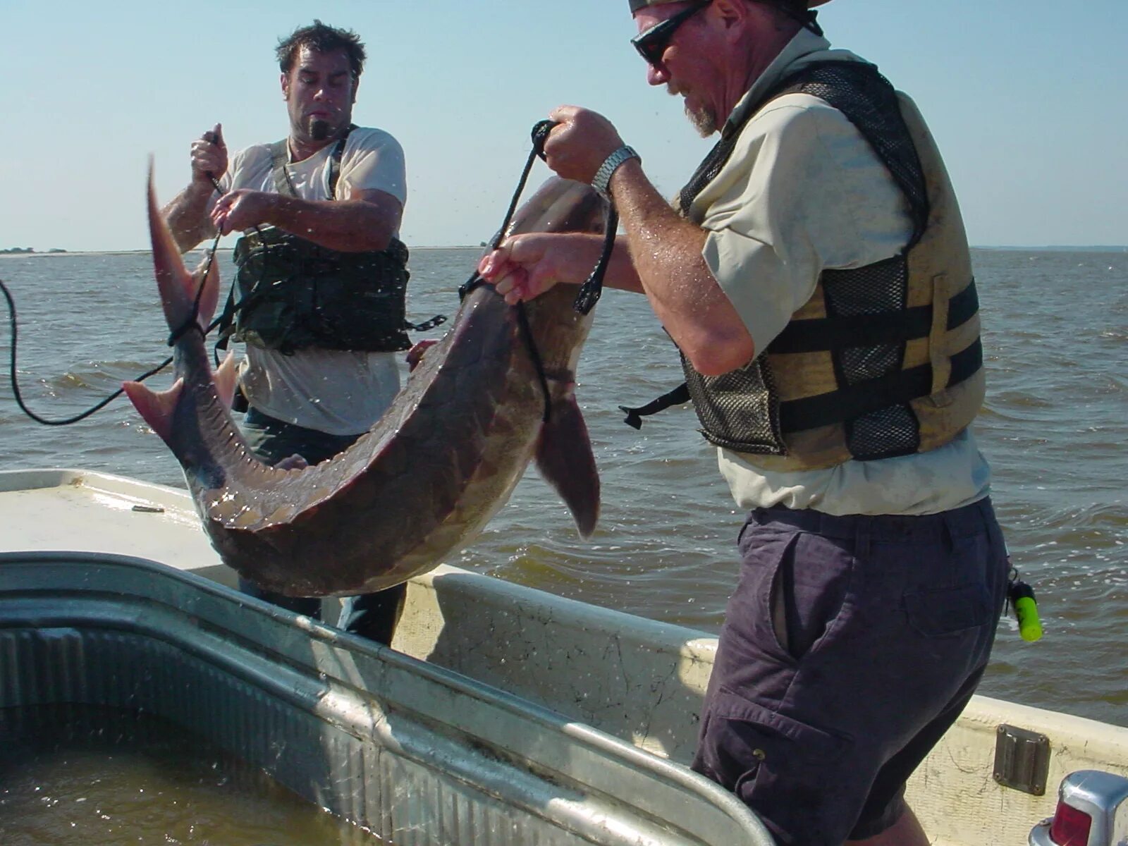 На что ловить осетра на рыбалке