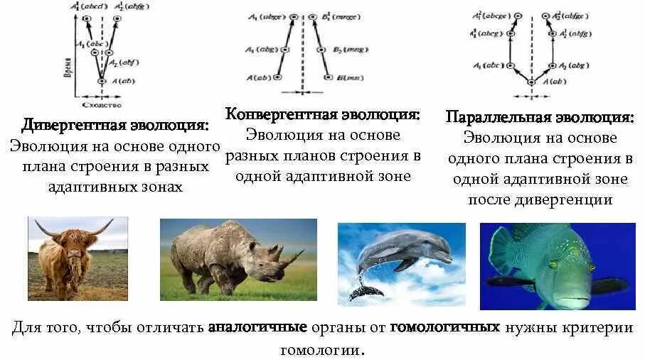 Конвергентная и дивергентная Эволюция. Дивергентная Эволюция примеры. Конвергенция Эволюция схема. Дивергентная форма эволюции. Основные эволюционные изменения