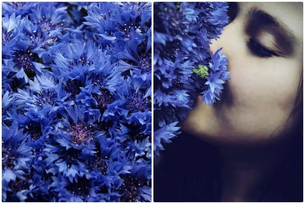 Голубая перинея роза. Роза блю вельвет. Синее конечно. Голубые цветы. Розы синего цвета.