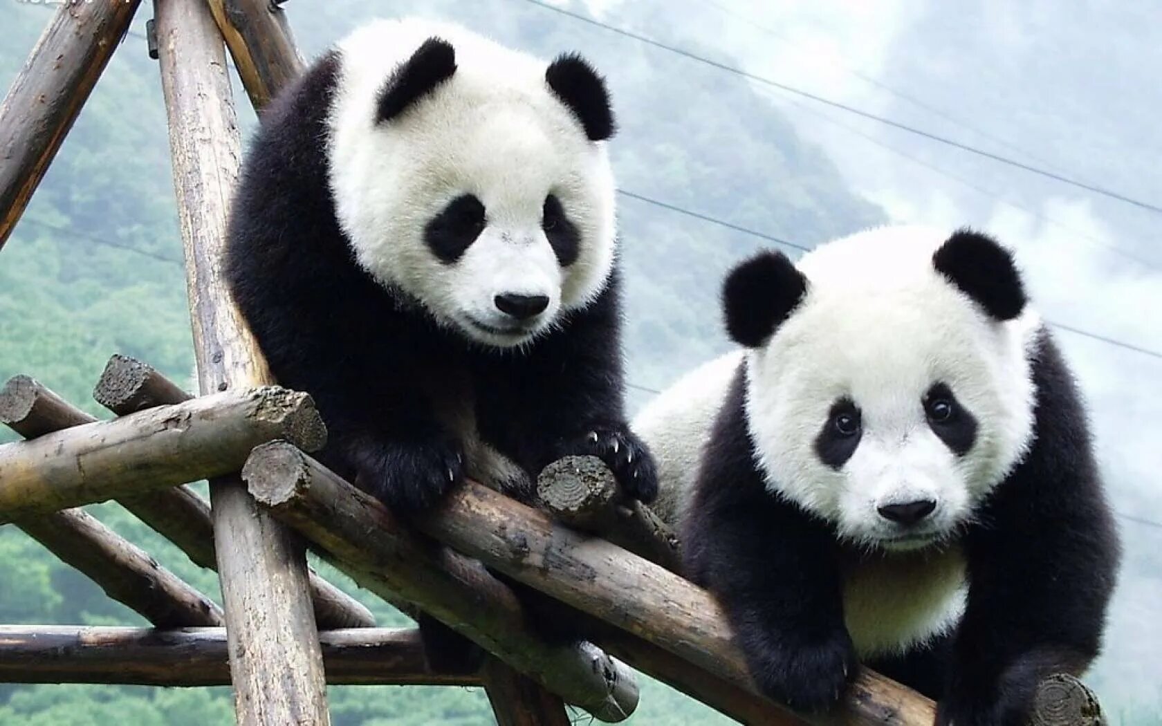 Pandas названия колонок
