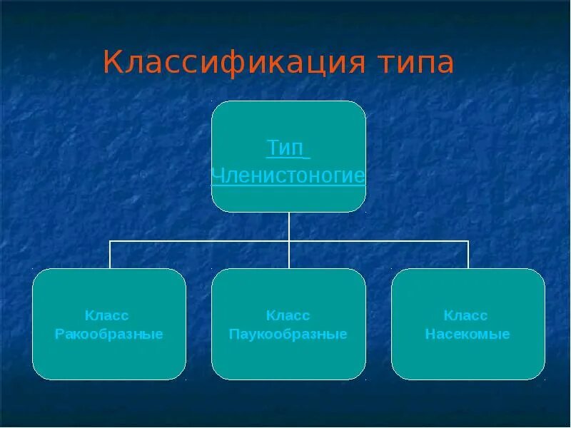 Тип членистоногие классификация. Классификация типа членистоногие. классы членистоногих таблица. членистоногие общая характеристика презентация.