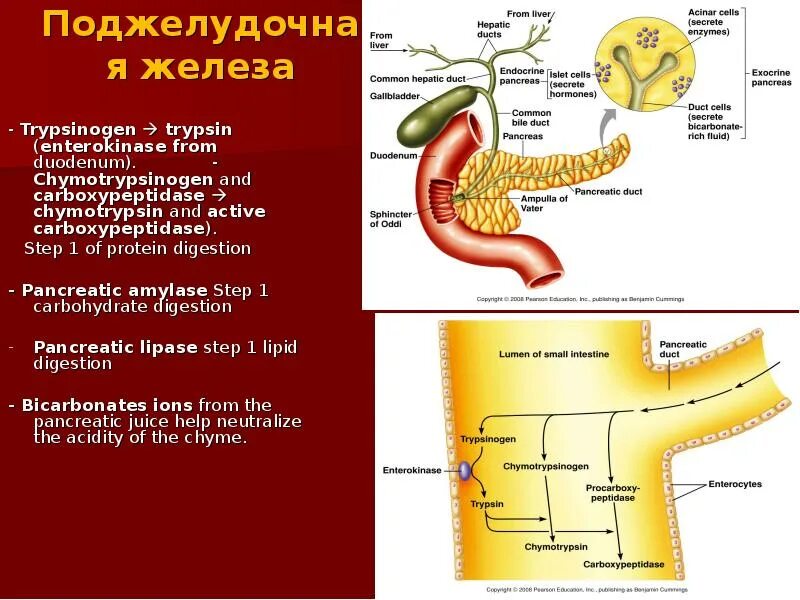 Маркеры поджелудочной железы. Энтерокиназа в процессе пищеварения. Проверить поджелудочную. Как проверить поджелудочну. Поджелудочная маркеры