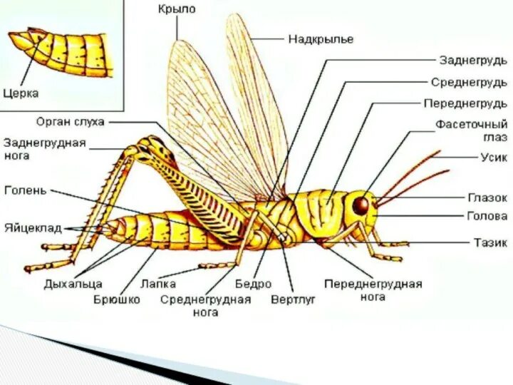 Какие части насекомого изображены. Строение насекомых. Рычаги в теле насекомых и птиц. Какие части тела у насекомых. Рычаги у насекомых.