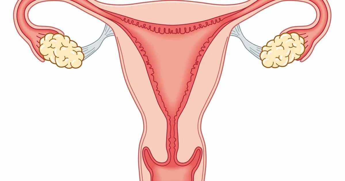 Строение матки.