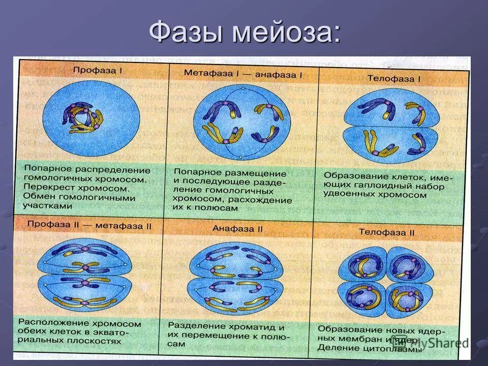 Какая область ботанической науки изучает деление клетки. Фазы мейоза кратко. Фазы деления мейоза таблица. Фазы мейоза таблица 1 деление 2 деление. Мейоз 1 по фазам кратко.