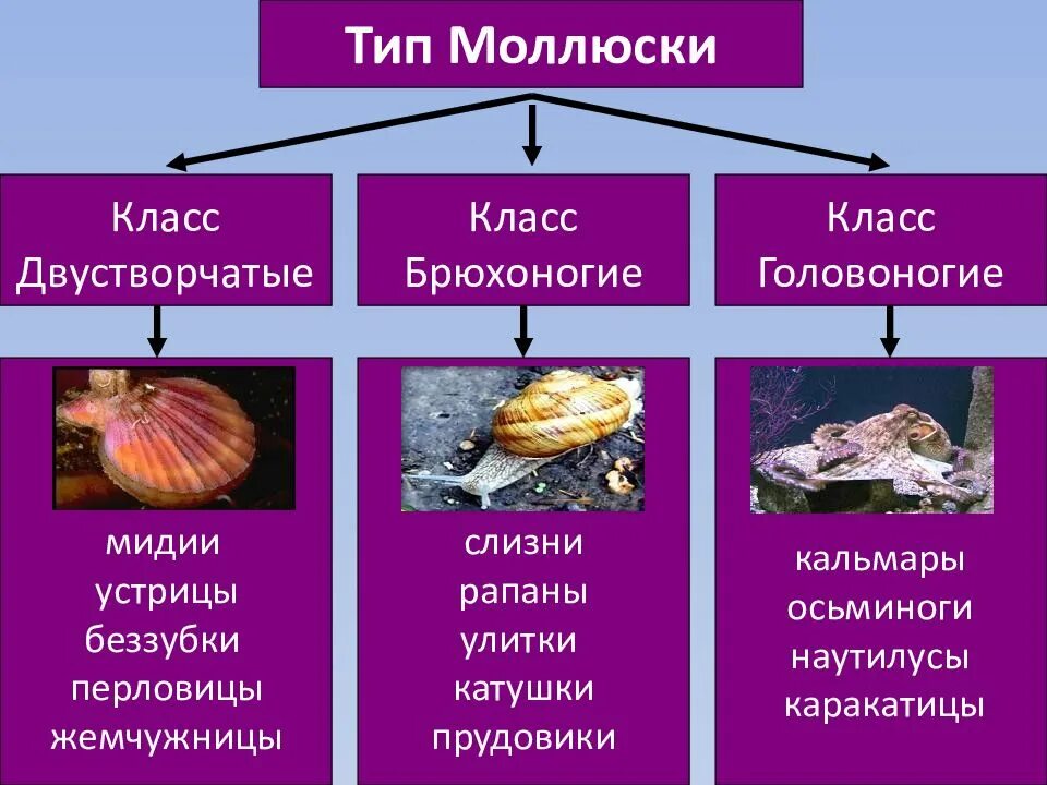 Брюхоногие моллюски представители. К какому классу относится моллюск. Систематика головоногих моллюсков 7 класс. Представители класса двустворчатые.