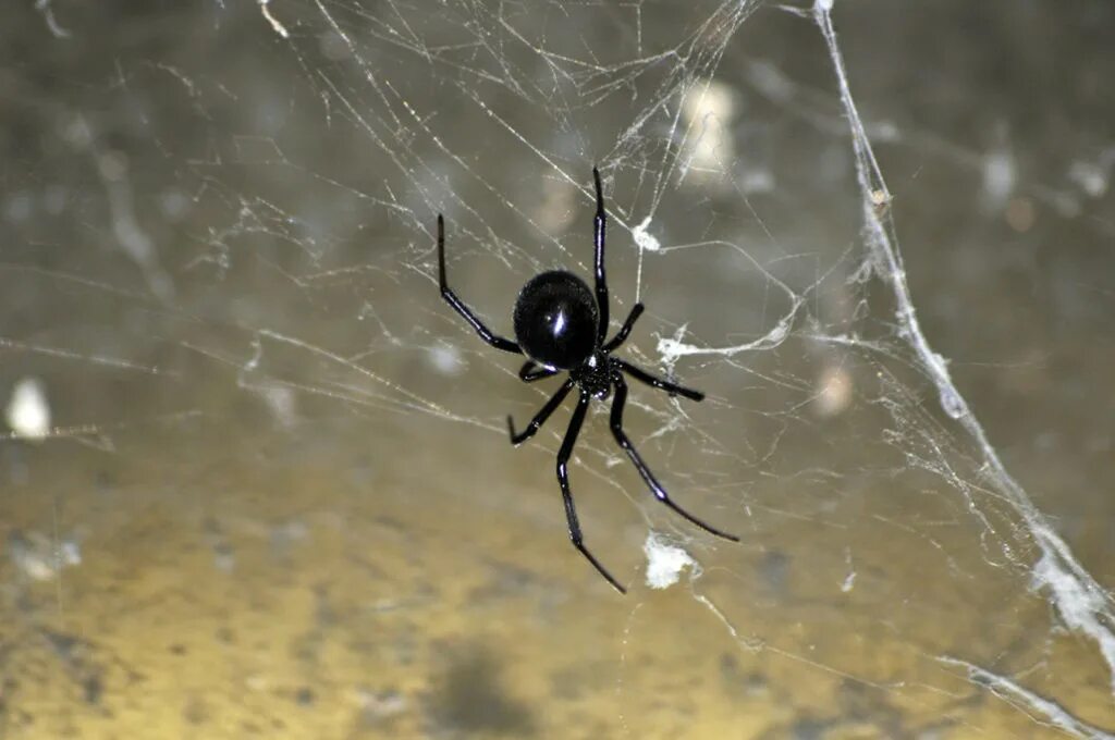 Черный паук хорошо. Каракурт паук. Чёрная вдова паук паутина. Чёрная вдова паук паутина черная. Большой паук черная вдова.