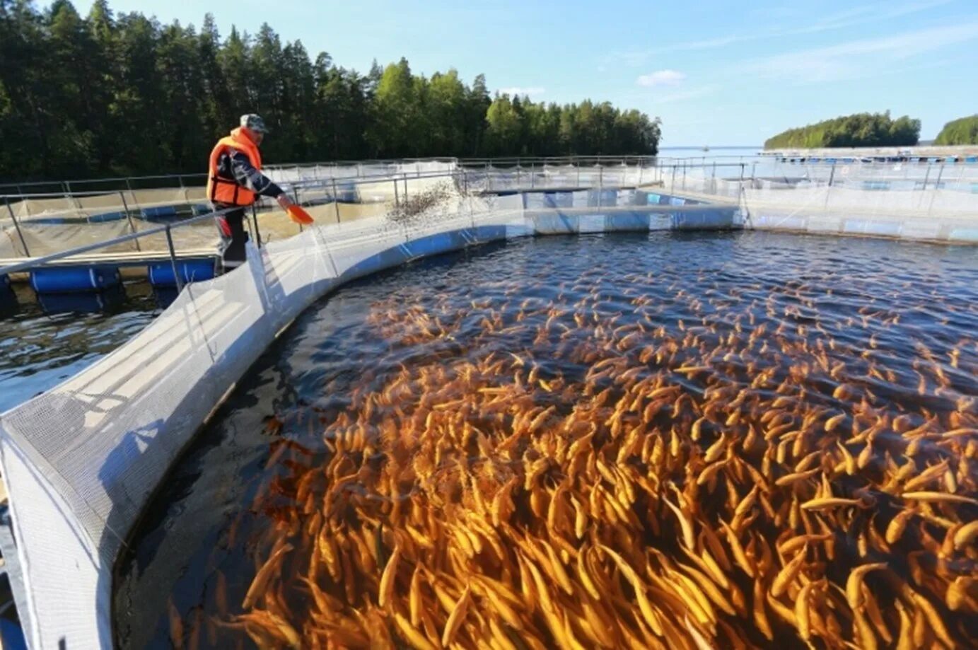 Водопользование акватории. Форелевое хозяйство Окуловка в Карелии. Форелевое хозяйство в Карелии. Форелевая ферма в Карелии. Форелевое хозяйство Акулово в Карелии.