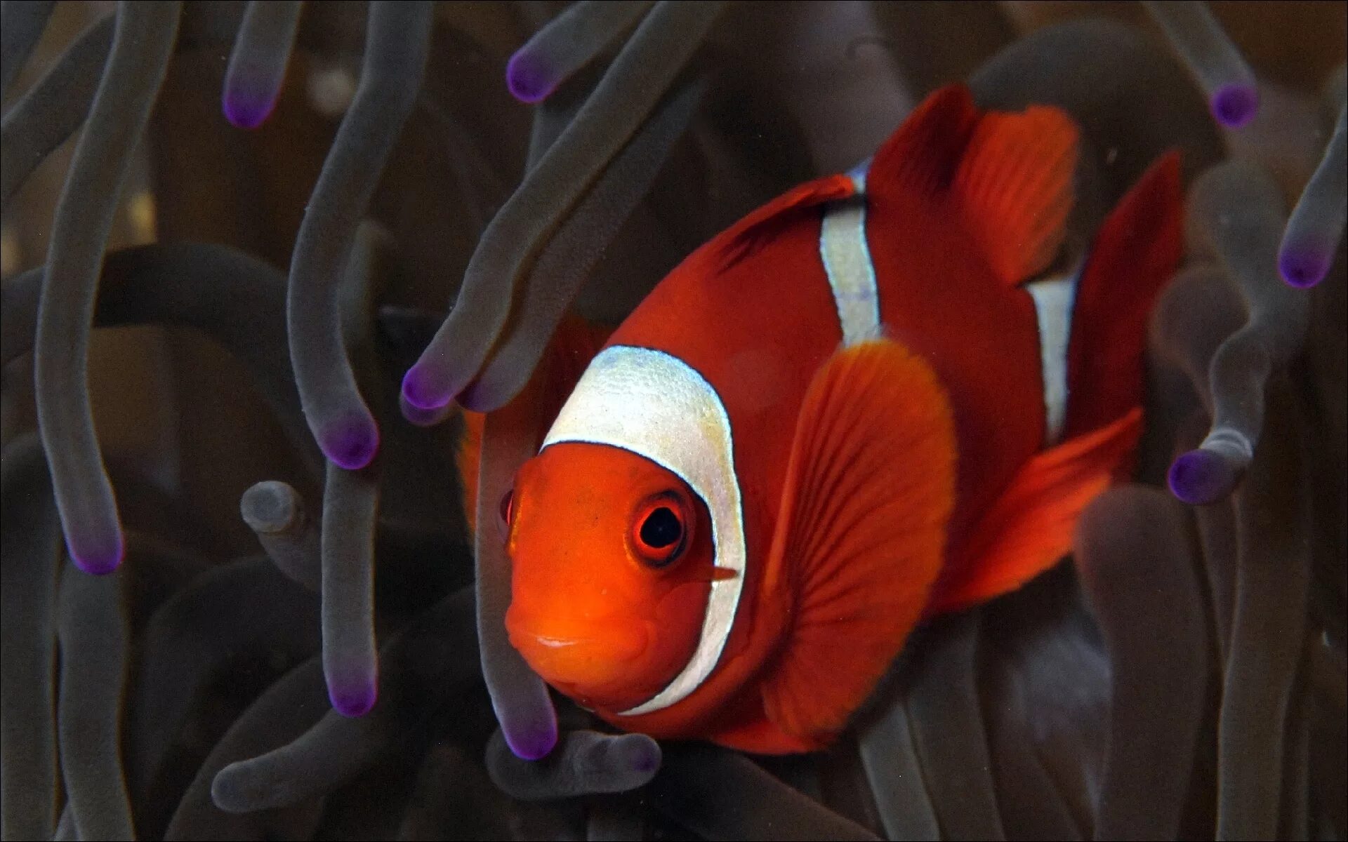 Друг рыбы клоуна. Оранжевый амфиприон. Рыбка-клоун. Морской клоун рыба. Рыба клоун красная.