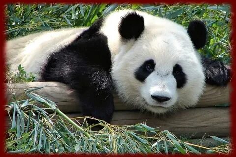 Panda hayeren