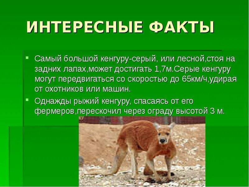 Сообщение о животных биология 8 класс