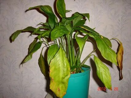 Женское счастье желтеют листья что делать причина