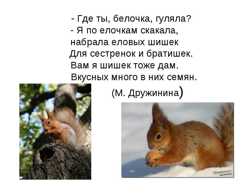 Белка зимой и летом. Белка коротко для детей. Стих про белку для детей. О белках для детей. Белка рассказ.