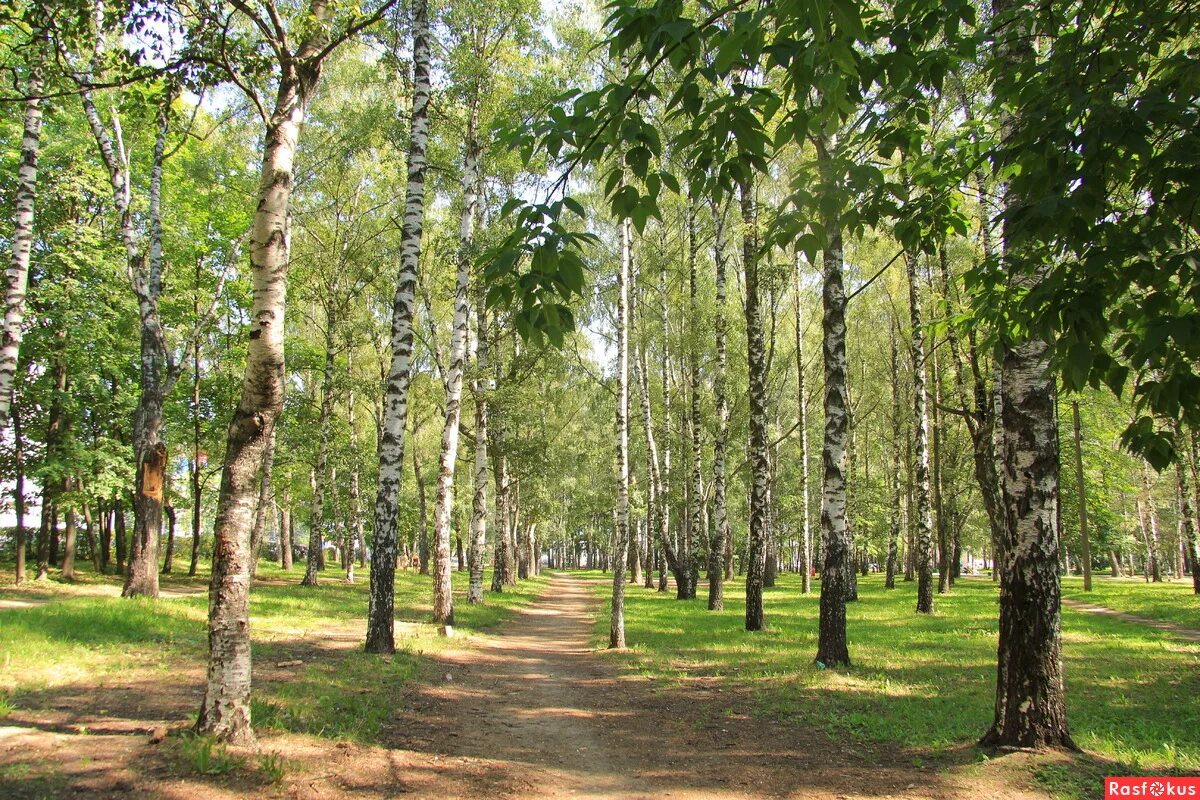 проспект березовой рощи. березовая роща усть илимск. 12. берёзовой рощи, 12. проспект березовой рощи.
