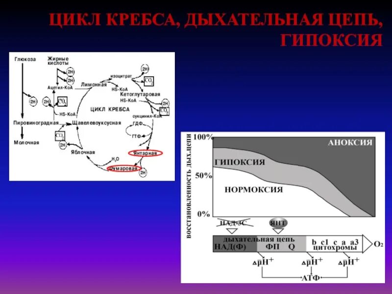 2 реакция цикла кребса