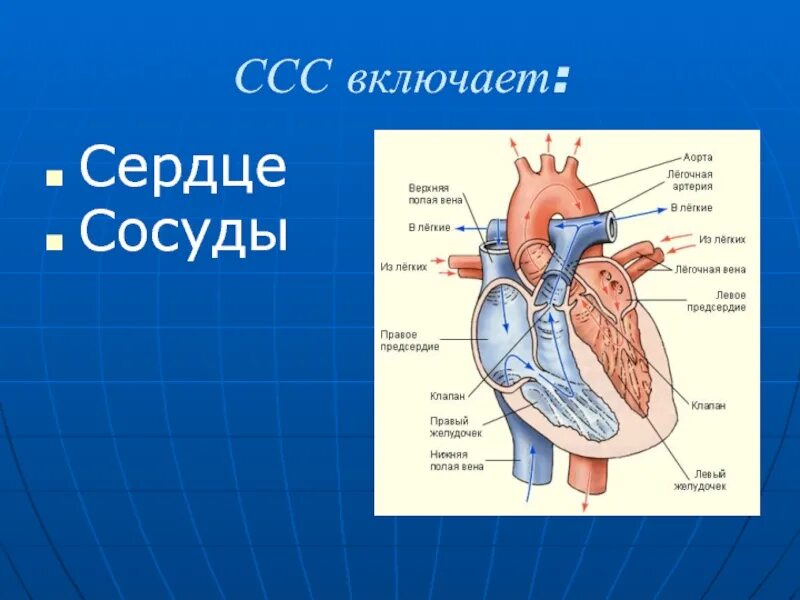 На рисунке изображено строение сердца. Строение сердца биология. Схема строения сердца человека с подписями 8 класс. Схема строения сердца с обозначениями. Сердце человека с обозначениями.