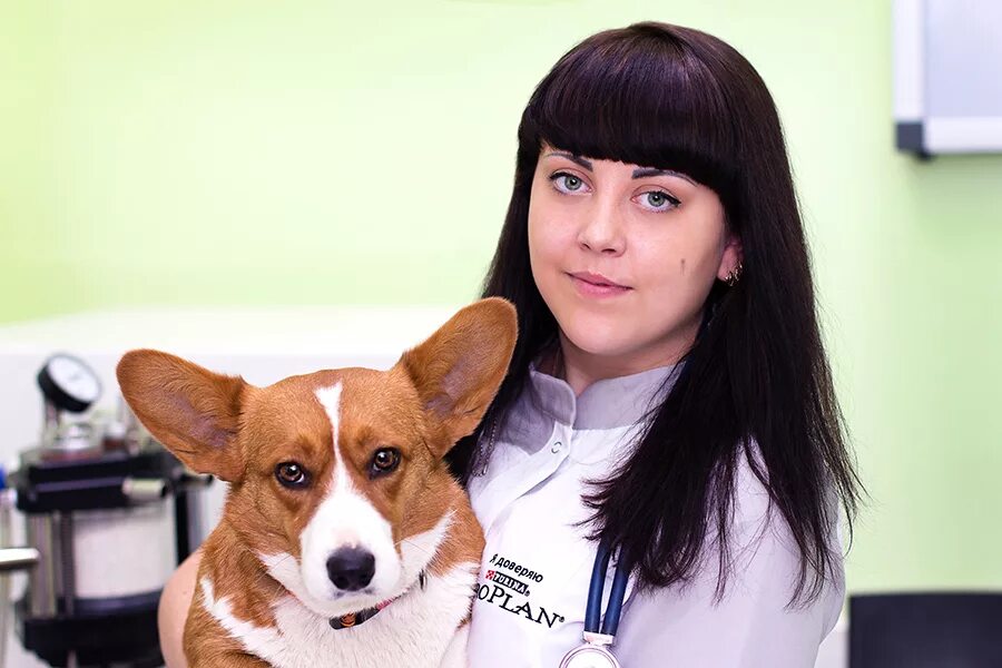 бакшеева юлия александровна ветеринар. анна вет рачь в нижнем новгороде. юлия галимханова ветеринар. лорд ветеринарная клиника на комарова нижний новгород. ветеринар евгения нижний новгород.