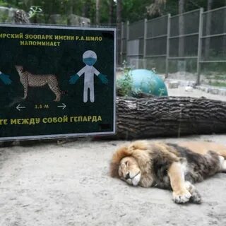 Зоопарк шило новосибирск