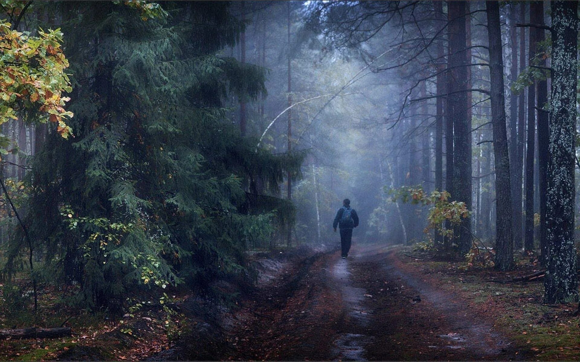 Дождь в лесу. Странник в лесу. Мрачный пейзаж. Одинокий лес.