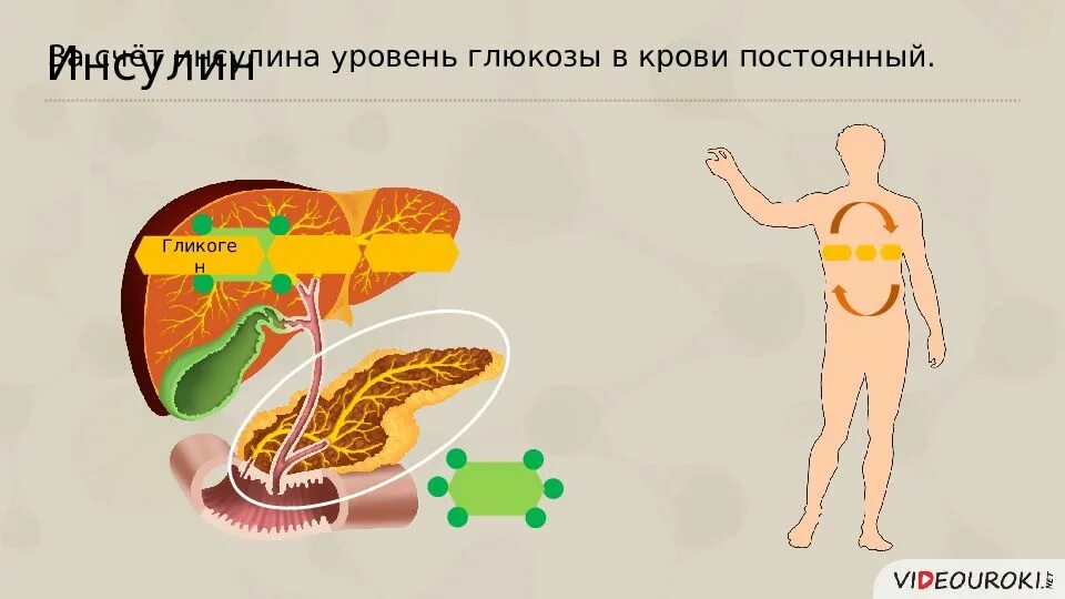 Роль гормонов в обмене, росте и развитии организма. Роль гормонов в обмене веществ росте и развитии организма сообщение. Обменные процессы в организме презентация. Презентация роль гормонов в обмене веществ. Раскройте роль гормонов в обмене веществ росте